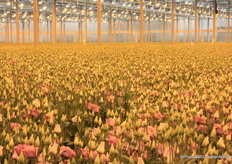 Een zee van lisianthus…